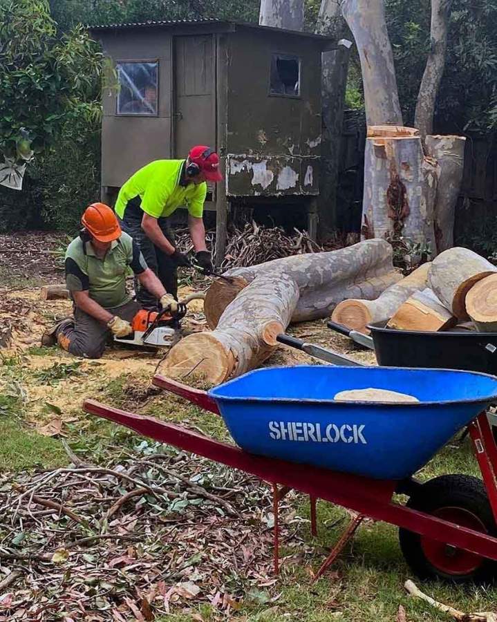 Tree Pruning Ashburton and in Melbourne’s Eastern and South Eastern Suburbs