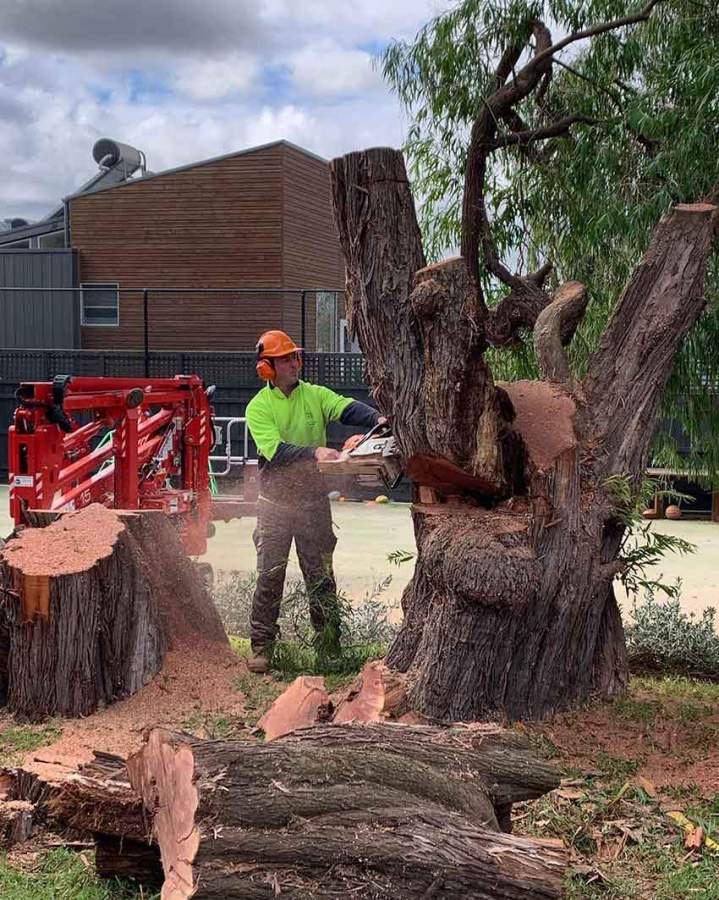 Tree Removal Ashburton and in Melbourne’s Eastern and South Eastern Suburbs