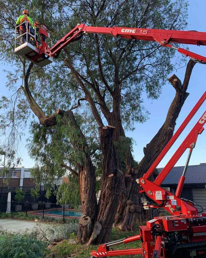 Tree Pruning Ashburton and in Melbourne’s Eastern and South Eastern Suburbs