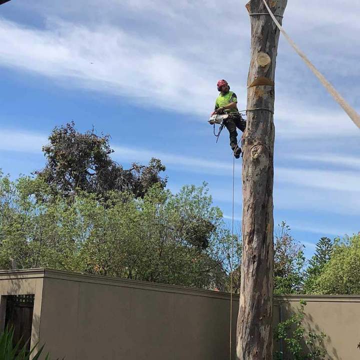 Tree Removal Ashburton and in Melbourne’s Eastern and South Eastern Suburbs