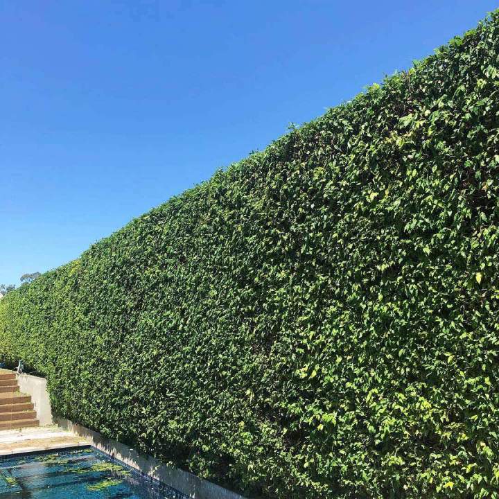 Perfectly Shaped Hedges and Safer Trees—We’ve Got You Covered !