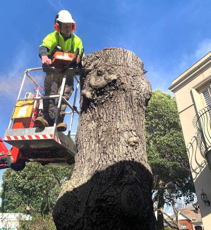 Maintain, and Protect Your Trees with Professional Pruning.