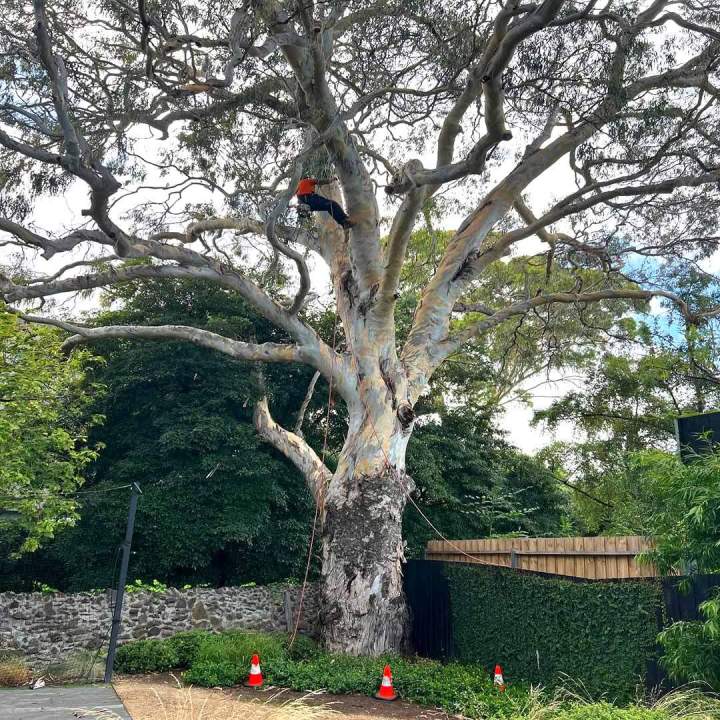 Professional Tree Removal Services You Can Trust—Fast, Safe, and Efficient.