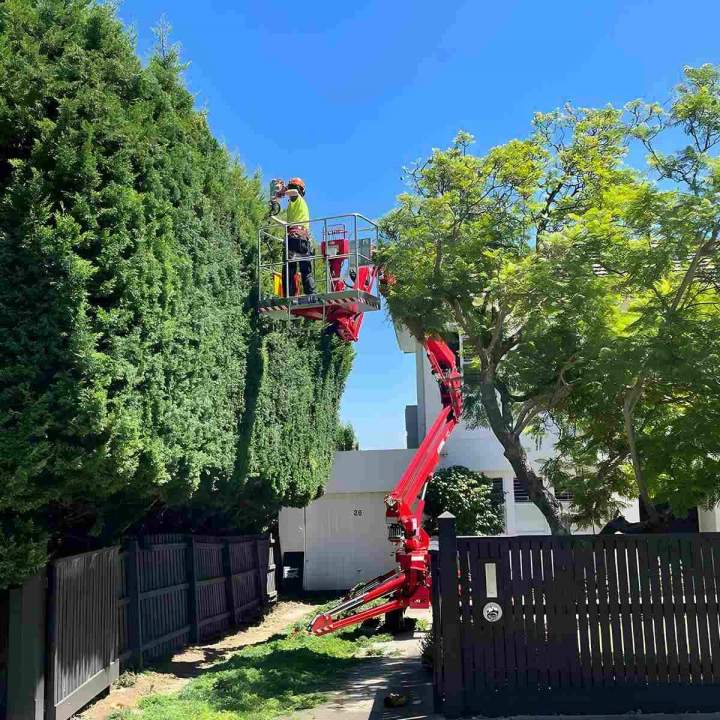 Hedge Trimming Ashburton and in Melbourne’s Eastern and South Eastern Suburbs