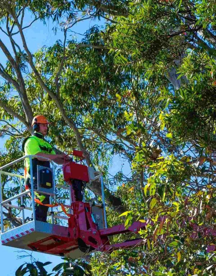Branch Removals Ashburton and in Melbourne’s Eastern and South Eastern Suburbs