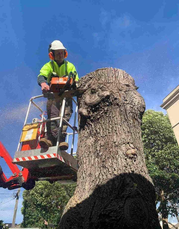 Tree Pruning Ashburton and in Melbourne’s Eastern and South Eastern Suburbs