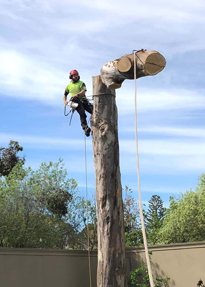 Tree Removal Ashburton and in Melbourne’s Eastern and South Eastern Suburbs