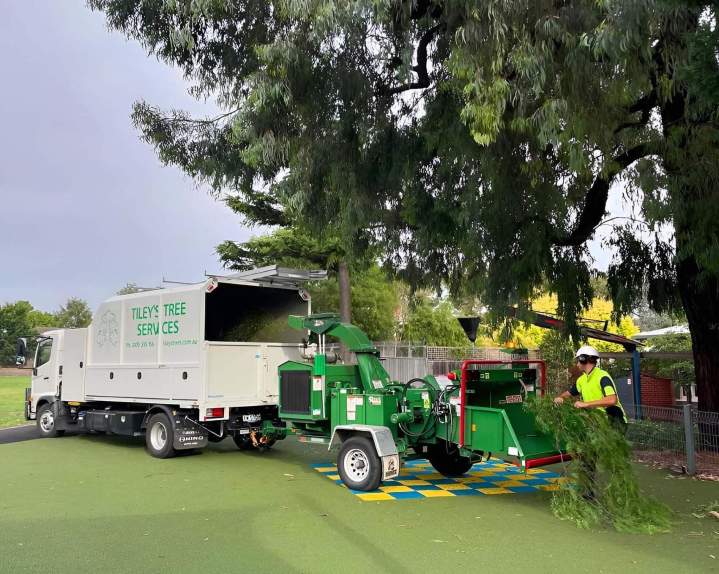 Tree Pruning Ashburton and in Melbourne’s Eastern and South Eastern Suburbs
